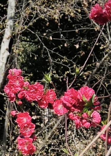 海棠花未燼