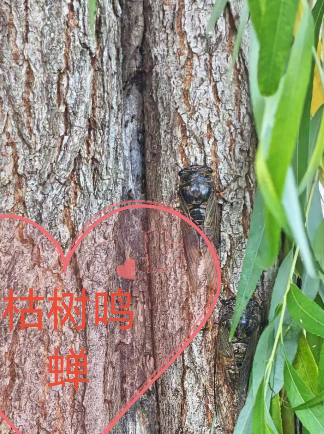 主角是黄雀柳树红眼蝉的小说叫什么名字？