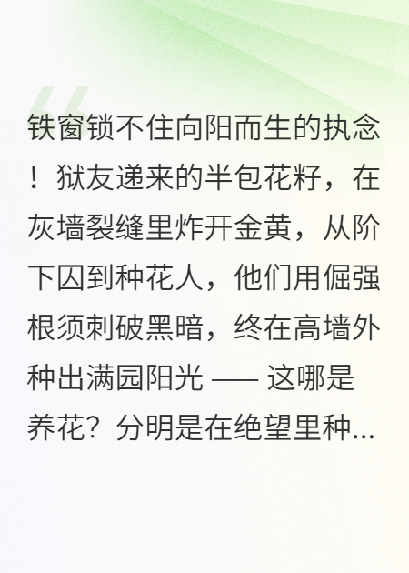 墻縫里的向日葵