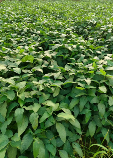 石橋邊上的歪脖子樹(shù)